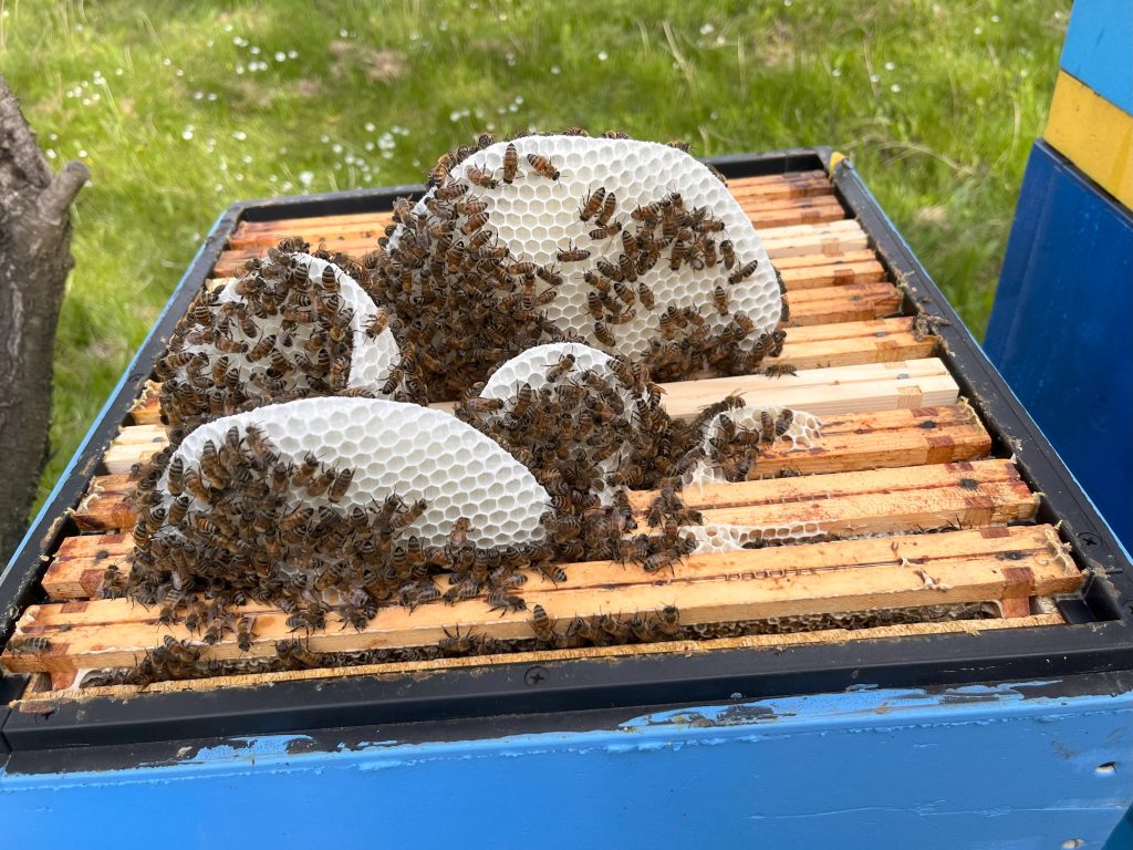 Otwarty ul z pszczołami podczas pracy w pasiece Bee Valley