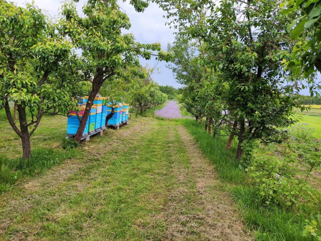 Sad, w którym znakduje się pasieka Bee Valley