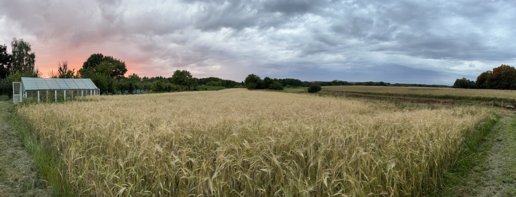 Zachód słońca nad letnią pasieką BeeValley